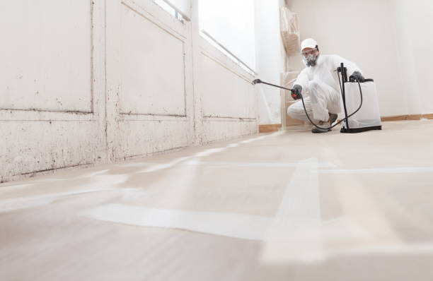 24/7 Emergency Black Mold Removal experts in North Bergen, NJ