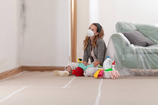 Trusted Black Mold Removal service in North Bergen, NJ - Cheap Mold Removal