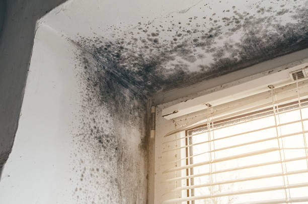 Affordable Basement Mold Removal solutions in North Bergen, NJ
